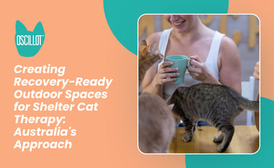 Creating Recovery-Ready Outdoor Spaces for Shelter Cat Therapy: Australia's Approach