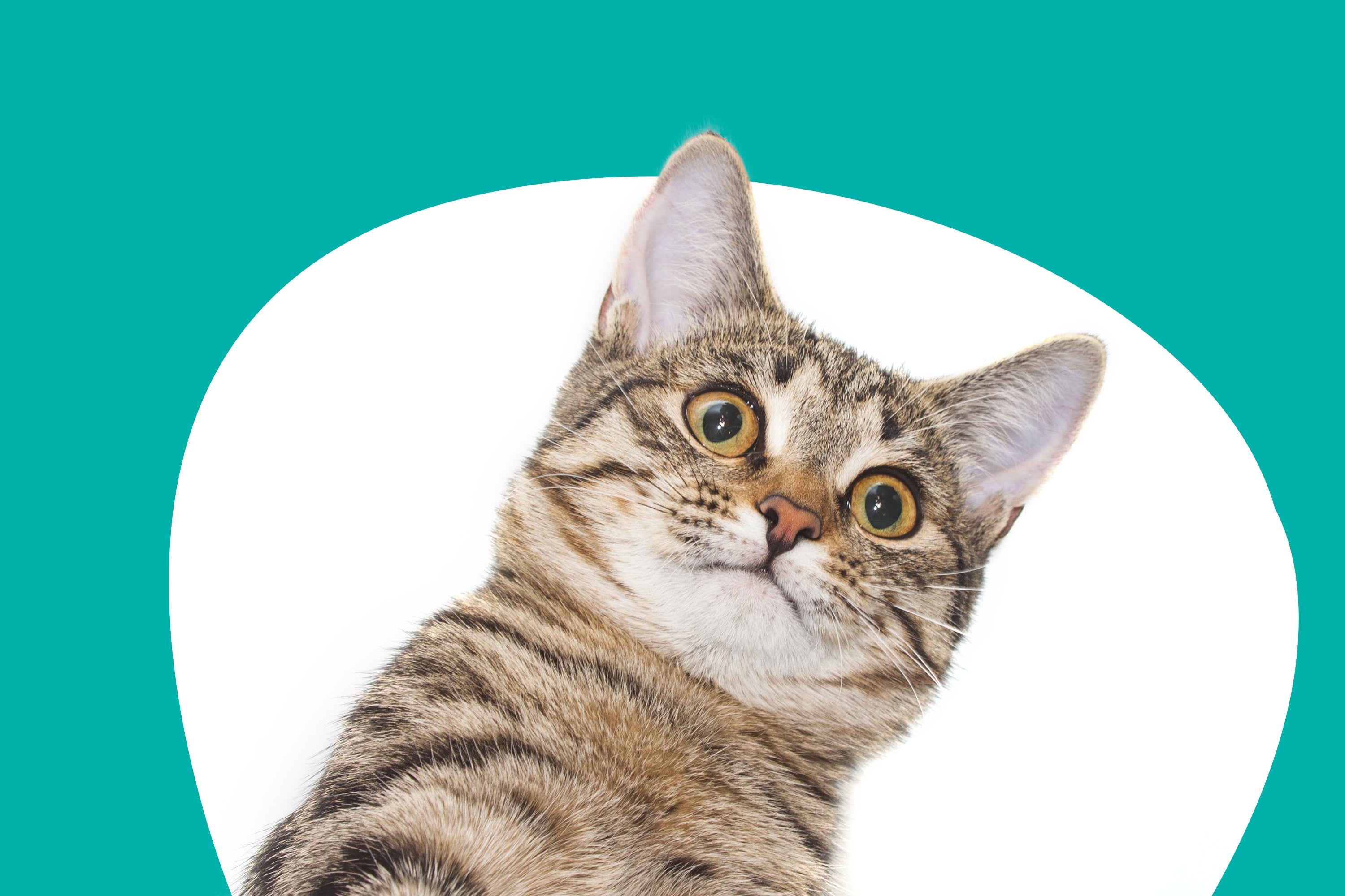Cat proof fence bunnings best sale