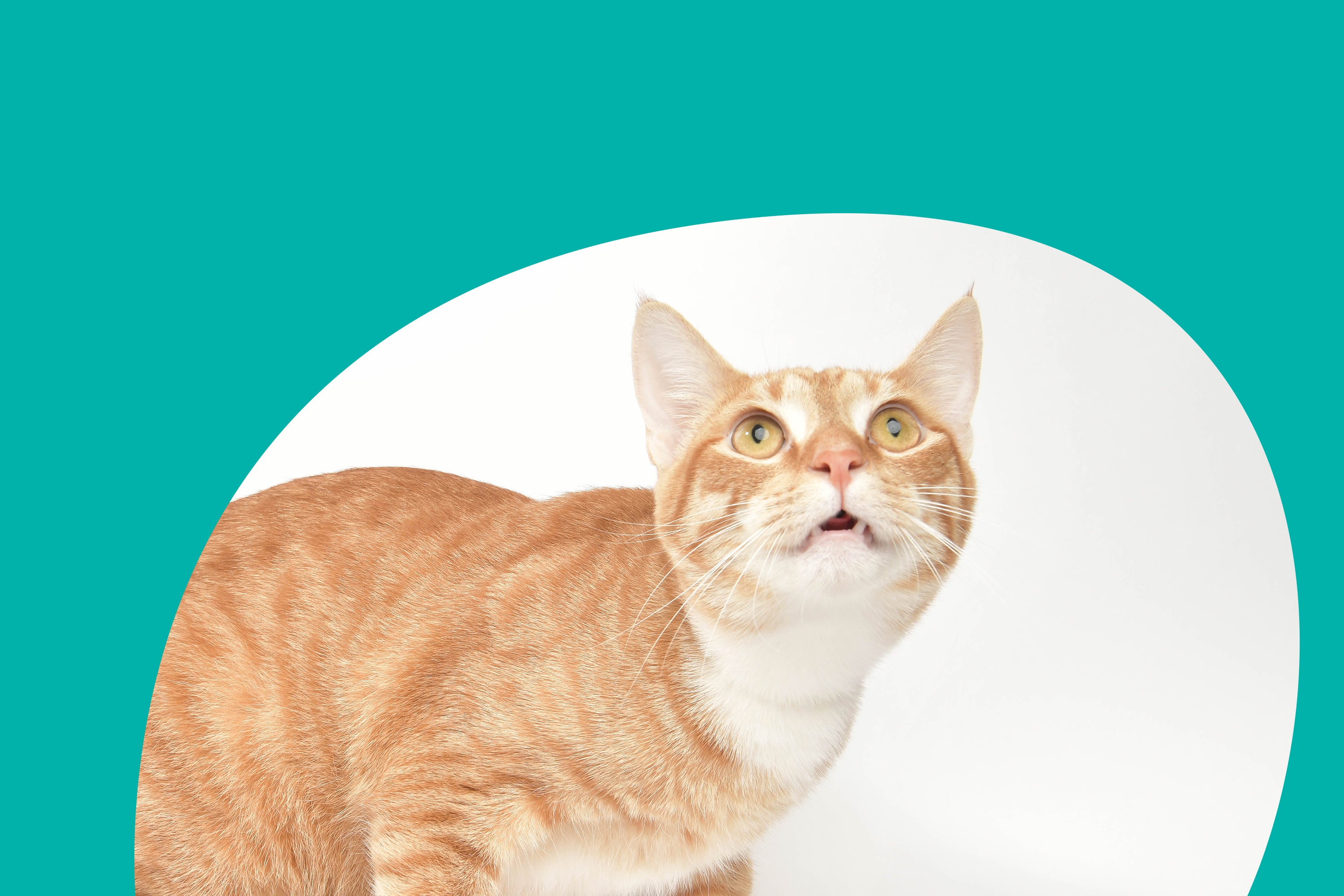Oscillot cat system cheap